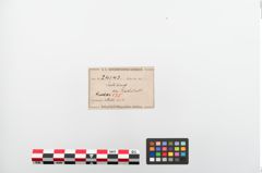 Etiketten zu Eisenärmchenbeil (NHMW-PRAE-024143)